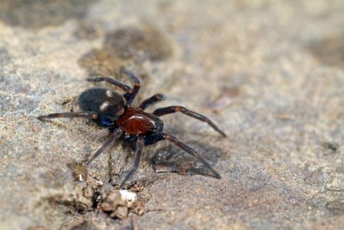 Titanoeca quadriguttata