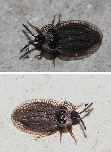 Kalama tricornis