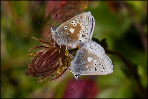Plebejus glandon