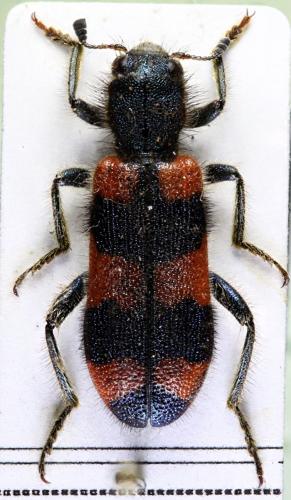 Trichodes sp.