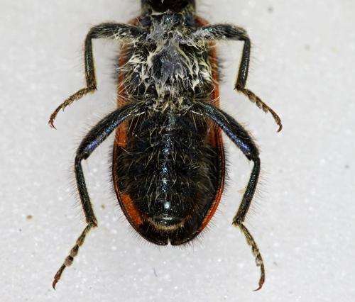 Réf. 76 831 : Trichodes sp.