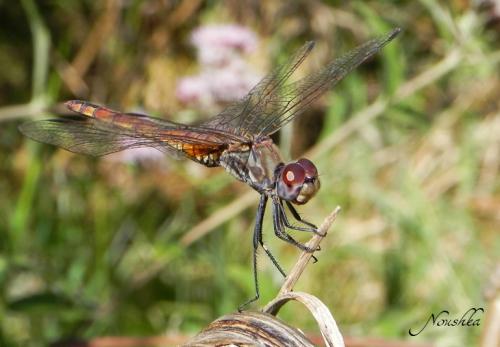 Trithemis annulata