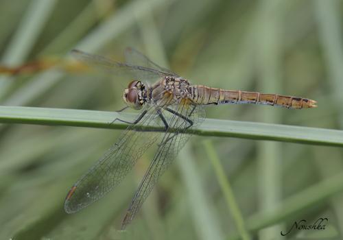 Sympetrum sanguineum