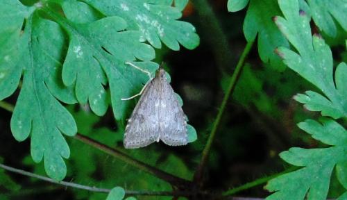 Réf. 76 380 : Udea prunalis
