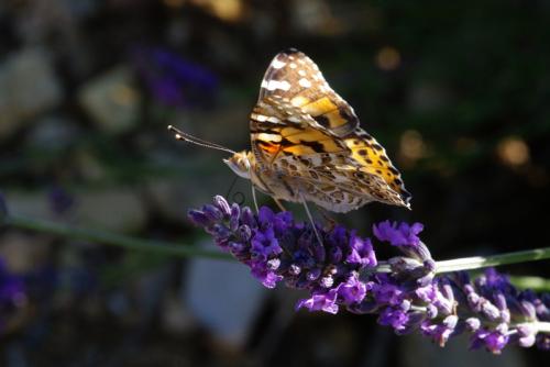Vanessa cardui