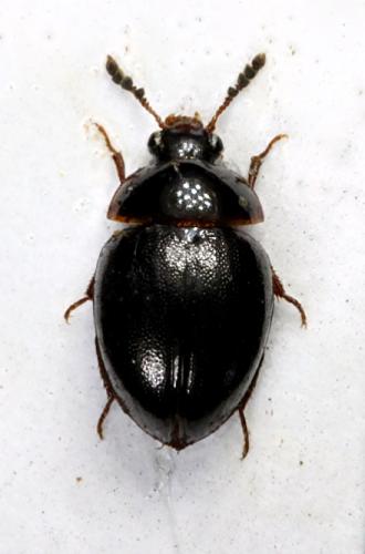 Anisotoma castanea