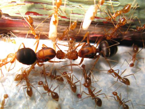 Anoplolepis gracilipes