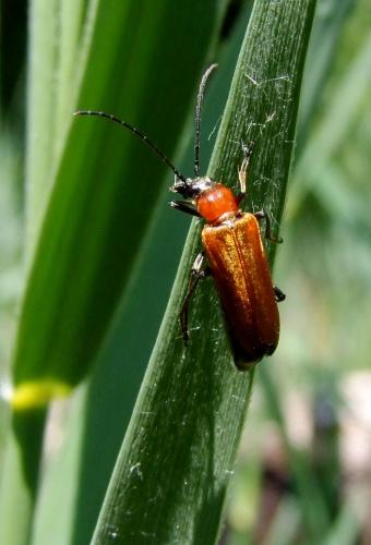 Réf. 76 588 : Anogcodes sp.