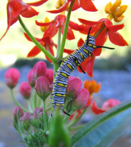 Réf. 76 178 : Danaus chrysippus