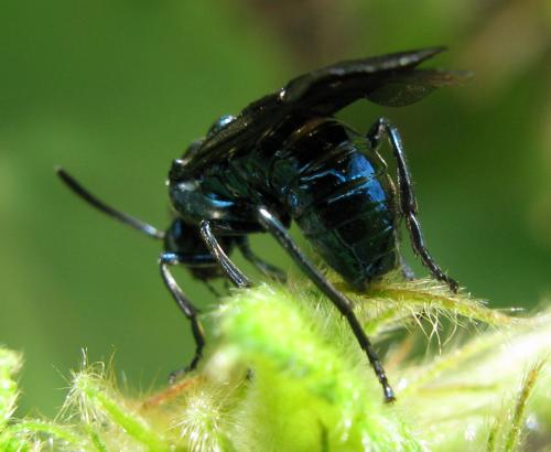 Cibdela janthina