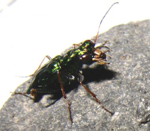 Diastrophella pauliani