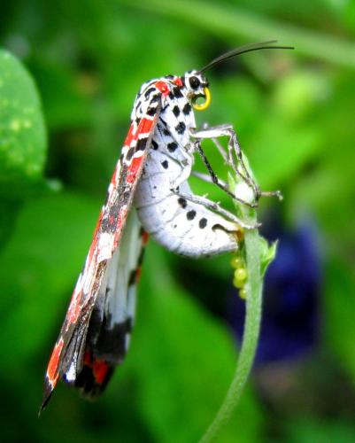 Réf. 76 044 : Utetheisa elata