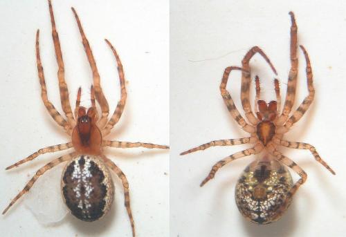 Réf. 76 753 : Leviellus stroemi