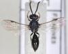76347 – Photo : Arthropa - Benoit Martha – France (71)
