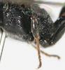 76351 – Photo : Arthropa - Benoit Martha – France (71)