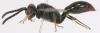 76346 – Photo : Arthropa - Benoit Martha – France (71)