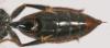 76348 – Photo : Arthropa - Benoit Martha – France (71)