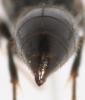76350 – Photo : Arthropa - Benoit Martha – France (71)
