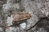 76999 – Photo : Franck BEAUPERE – France (30)