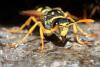 Polistes dominula