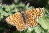 76386 – Photo : Olivier Pineau – France (30)