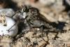 76378 – Photo : Olivier Pineau – France (30)