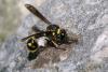 Eumenes sp.