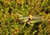 76472 – Photo : Vincent Derreumaux – France (34)