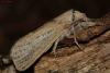 76987 – Photo : Sébastien Cally – France (01)