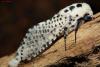 76989 – Photo : Sébastien Cally – France (01)