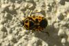 76261 – Photo : Nicolas Alric – France (12)