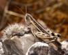 76473 – Photo : Vincent Derreumaux – France (84)