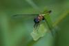 76456 – Photo : Denis Gaschignard – Guyane française