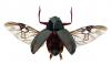 Dineutus aereus