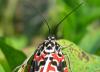 76048 – Photo : Alain BLED – Réunion (La)