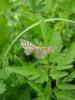 76205 – Photo : Philippe Prou – France (38)