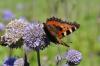 76539 – Photo : C.gager – France (25)