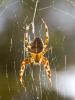 76901 – Photo : Dominique Forlot – France (56)
