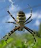 76381 – Photo : Pallas – France (95)