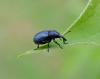 76220 – Photo : Vincent VALLI – France (10)