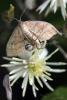 76983 – Photo : Liboupat – France (05)