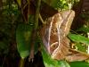 76296 – Photo : Alexandre Vinot – Guyane française