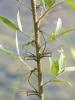 76948 – Photo : Remy GENTNER – France (67)