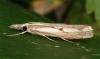 76743 – Photo : Pelouard – France (72)