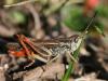 76257 – Photo : Sylvain Houpert – France (05)