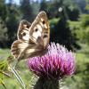 76803 – Photo : Arnaud Jean-Pierre – France (09)