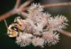 76397 – Photo : Philippe Legros – France (30)