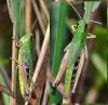 76053 – Photo : gyps – France (38)