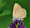 76934 – Photo : gyps – France (38)