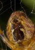 76027 – Photo : Francois Diemert – France (44)
